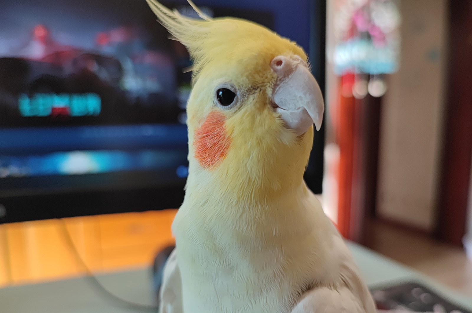 你瞅啥，没见过腮红嘛