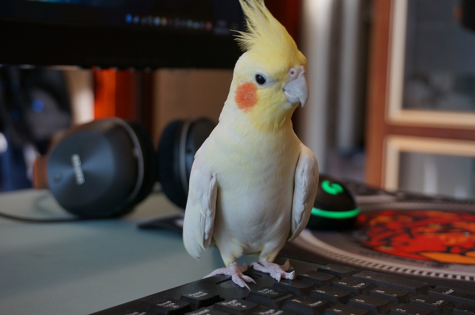 为什么不理我，真傲娇